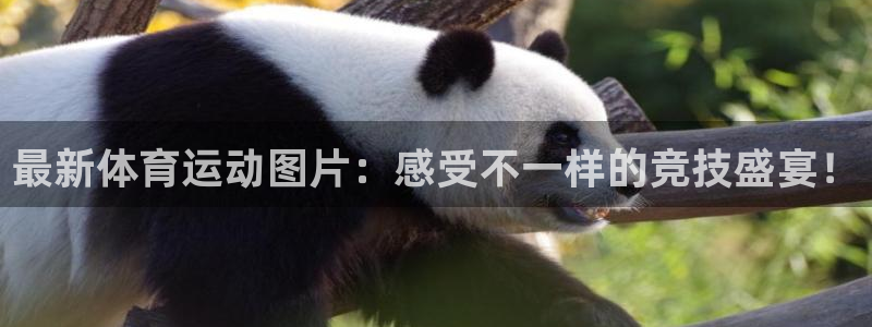 oety欧亿