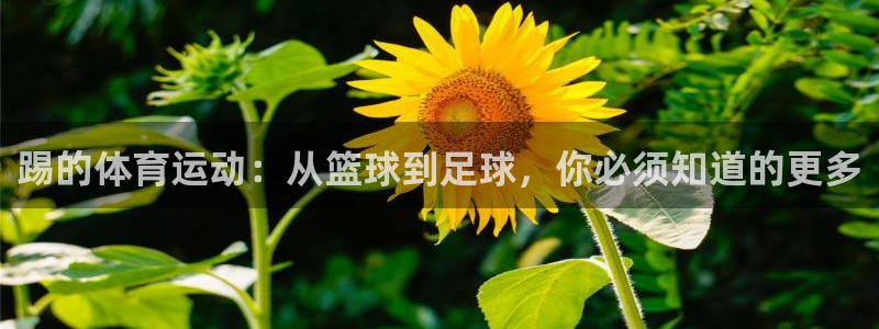 oety欧亿